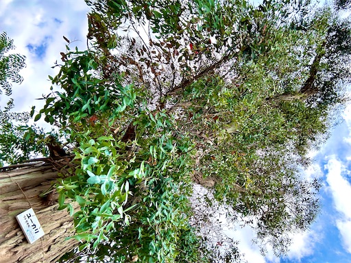 f:id:azumino874:20250511152308j:image