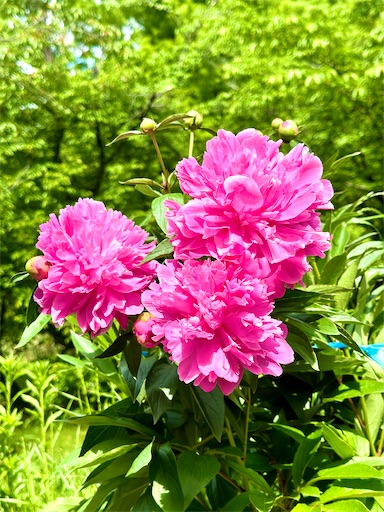 f:id:azumino874:20250511152401j:image