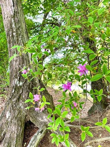 f:id:azumino874:20250511154735j:image