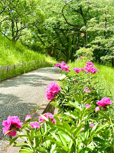 f:id:azumino874:20250511155008j:image