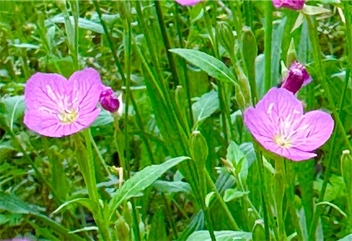 f:id:azumino874:20250512194418j:image