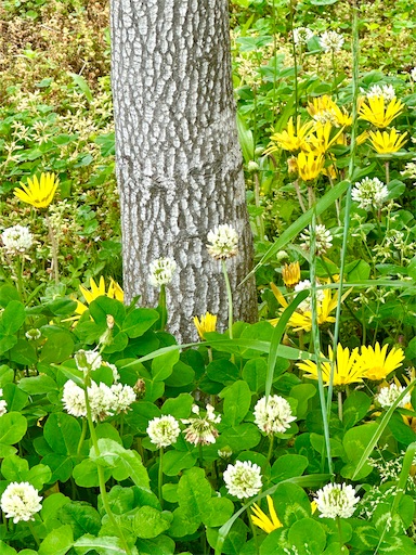 f:id:azumino874:20250512203556j:image