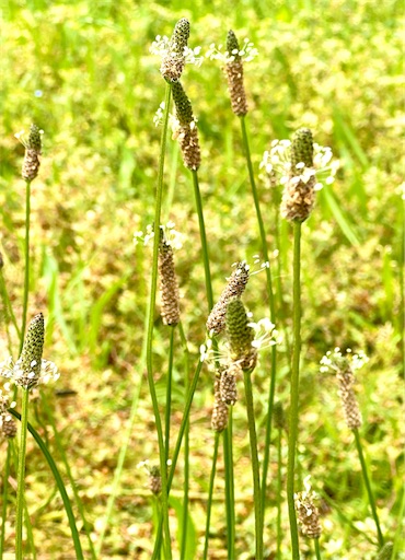 f:id:azumino874:20250512203745j:image