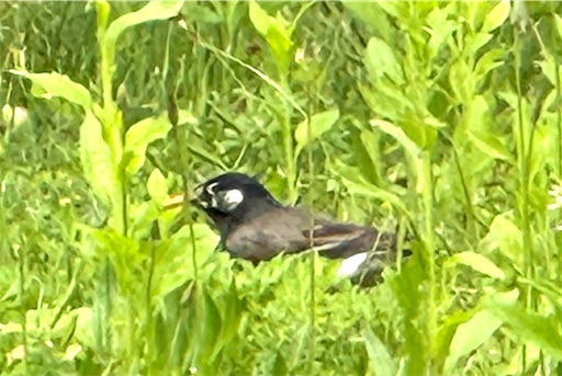 f:id:azumino874:20250512203843j:image