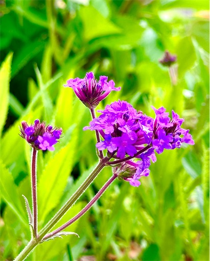 f:id:azumino874:20250512203934j:image