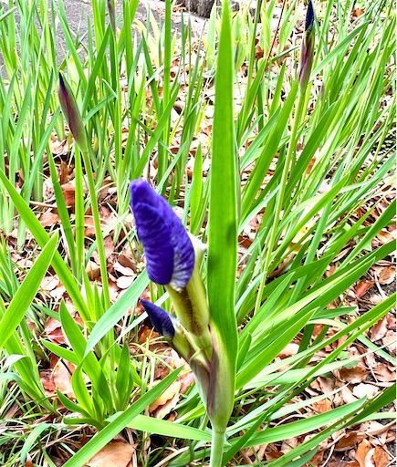 f:id:azumino874:20250512203937j:image