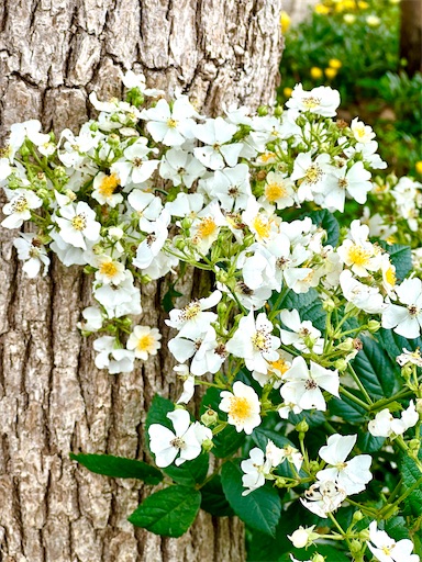 f:id:azumino874:20250512204027j:image