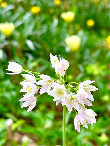 f:id:azumino874:20250512204030j:image