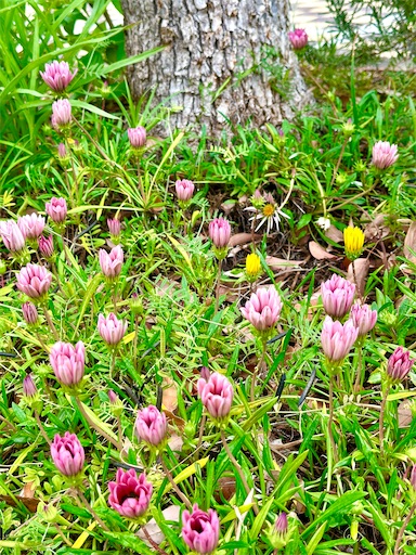 f:id:azumino874:20250512204033j:image