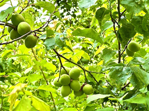 f:id:azumino874:20250512204110j:image