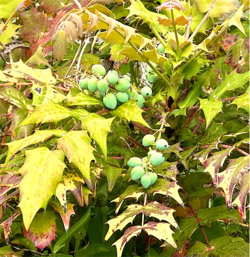 f:id:azumino874:20250512204117j:image