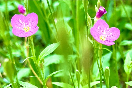 f:id:azumino874:20250512204315j:image