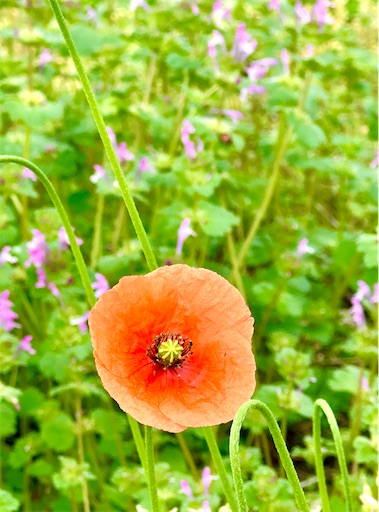 f:id:azumino874:20250512204345j:image