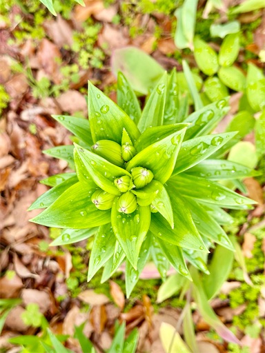 f:id:azumino874:20250512204348j:image