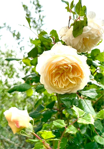 f:id:azumino874:20250512204437j:image