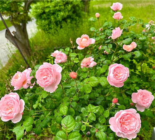 f:id:azumino874:20250512204440j:image