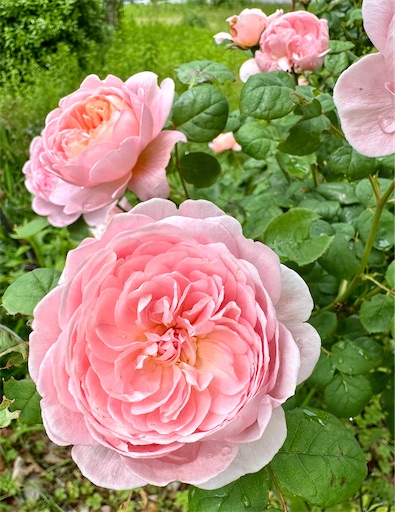 f:id:azumino874:20250512204444j:image