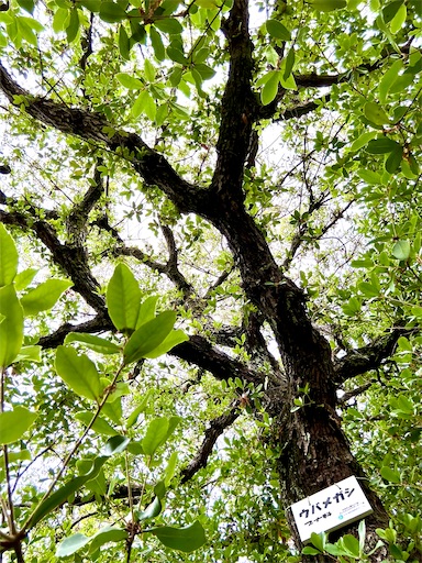 f:id:azumino874:20250516120130j:image