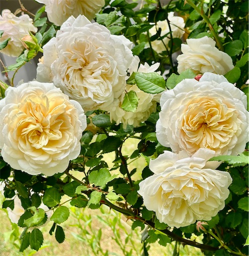 f:id:azumino874:20250516122003j:image