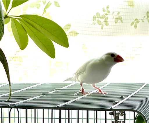 f:id:azumino874:20250520180157j:image