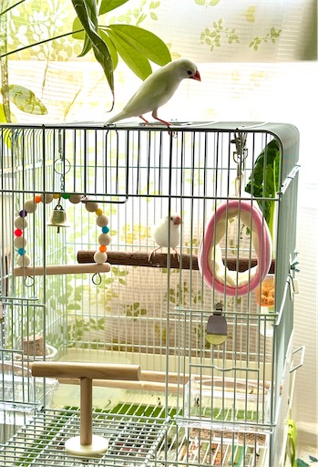 f:id:azumino874:20250520180201j:image