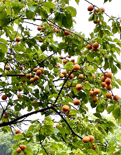 f:id:azumino874:20250603145103j:image