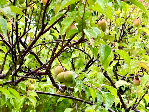 f:id:azumino874:20250603145107j:image