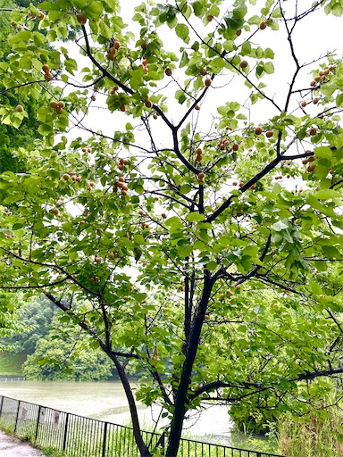 f:id:azumino874:20250603145110j:image