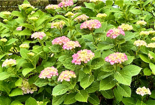 f:id:azumino874:20250603145234j:image