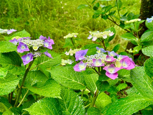 f:id:azumino874:20250603145237j:image