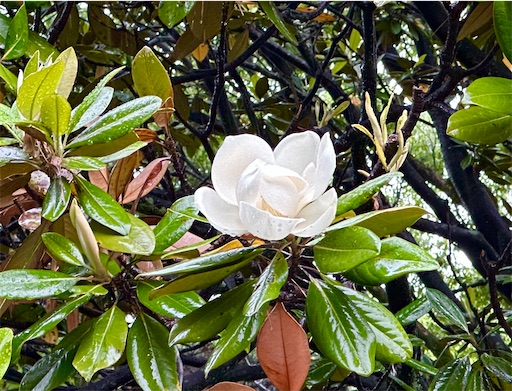 f:id:azumino874:20250603145745j:image