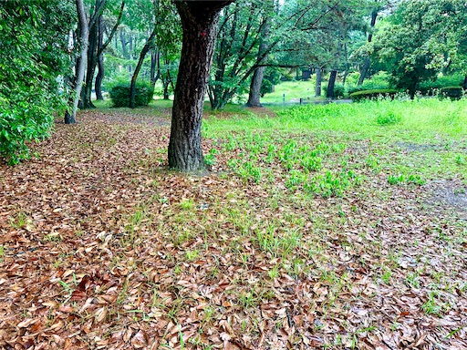 f:id:azumino874:20250603145748j:image