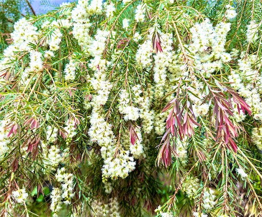 f:id:azumino874:20250603150729j:image