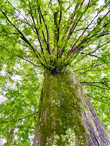 f:id:azumino874:20250603150930j:image