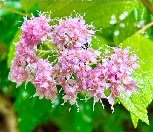 f:id:azumino874:20250603150933j:image