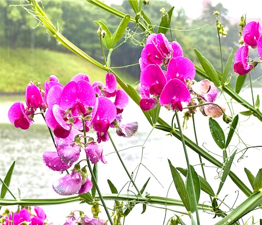 f:id:azumino874:20250603150937j:image