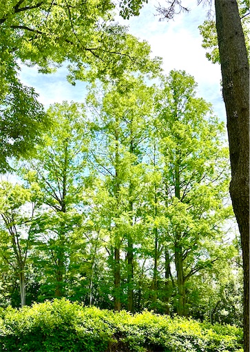 f:id:azumino874:20250606210141j:image