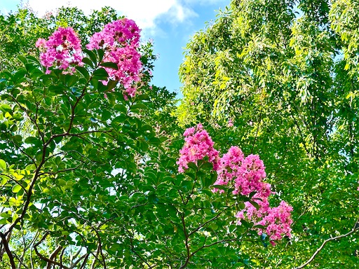 f:id:azumino874:20250802214930j:image