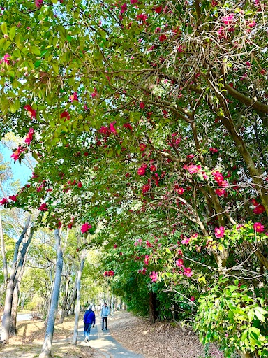 f:id:azumino874:20260127094820j:image