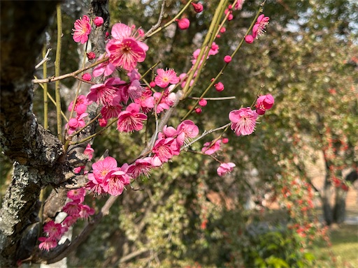 f:id:azumino874:20260130170403j:image