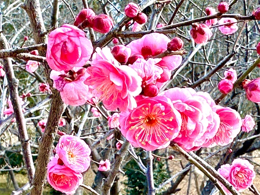 f:id:azumino874:20260201170906j:image