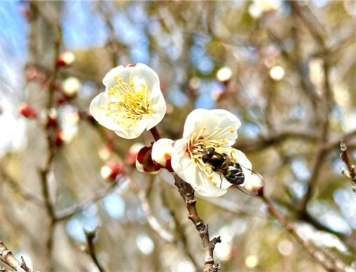 f:id:azumino874:20260201171632j:image