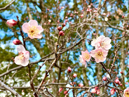 f:id:azumino874:20260201171717j:image