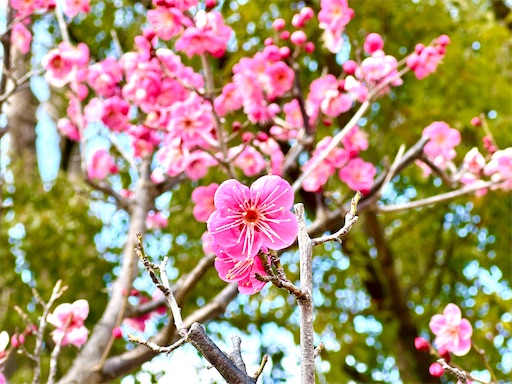 f:id:azumino874:20260205093021j:image