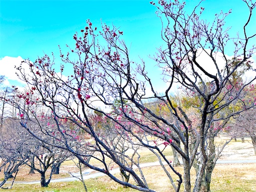 f:id:azumino874:20260205093551j:image