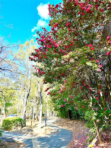 f:id:azumino874:20260205093755j:image