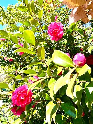 f:id:azumino874:20260205094013j:image