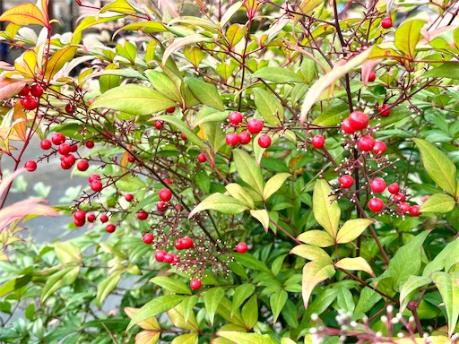 f:id:azumino874:20260205094254j:image