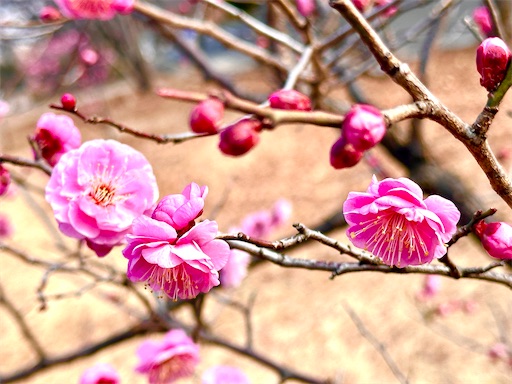 f:id:azumino874:20260205094406j:image