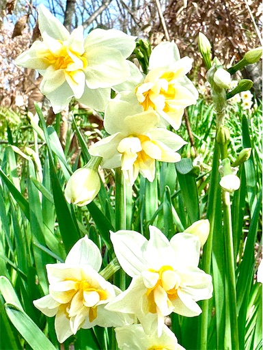 f:id:azumino874:20260205094613j:image